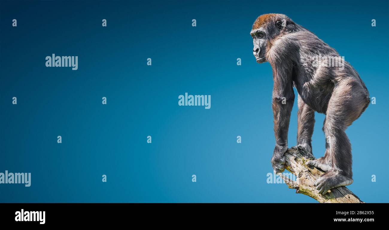 Ritratto di molto potente maschio alpha gorilla africano su un albero per guardare a sfondo blu gradiente con spazio di copia per il testo Foto Stock