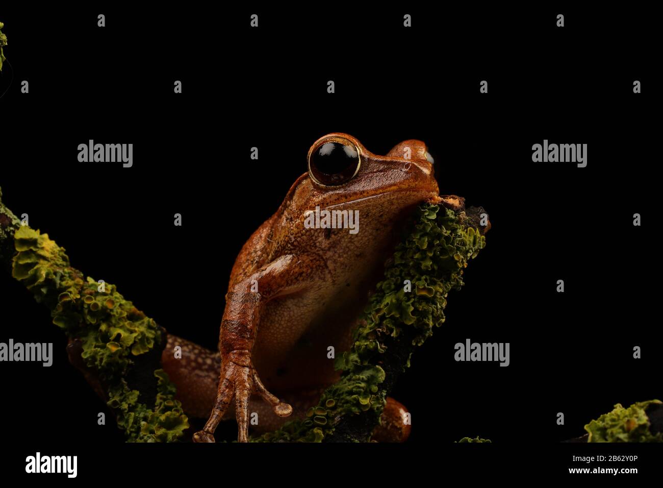 Fritted Tree Frog Foto Stock