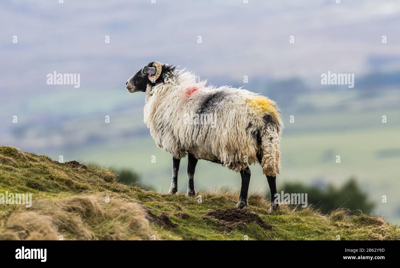Swaledale ewe, una pecora femminile che guarda fuori attraverso il Dale. Inizio primavera a Wensleydale, North Yorkshire e vicino al tempo di lamento. Orizzontale. Foto Stock