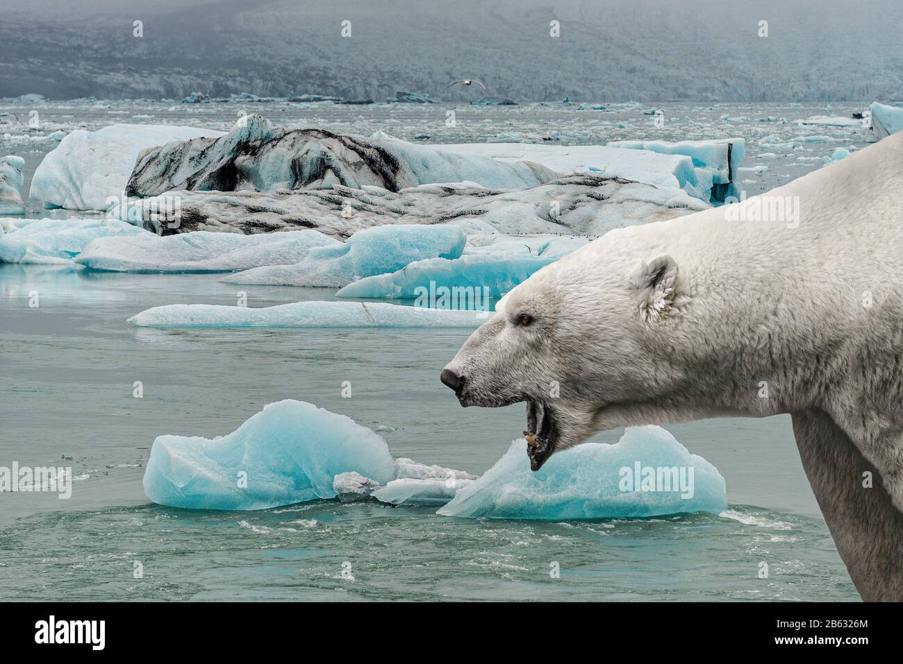 Il grande orso polare piange a bocca aperta davanti alla fusione di ghiaccio marino con iceberg blu in una regione subpolare, estate con riscaldamento globale Foto Stock