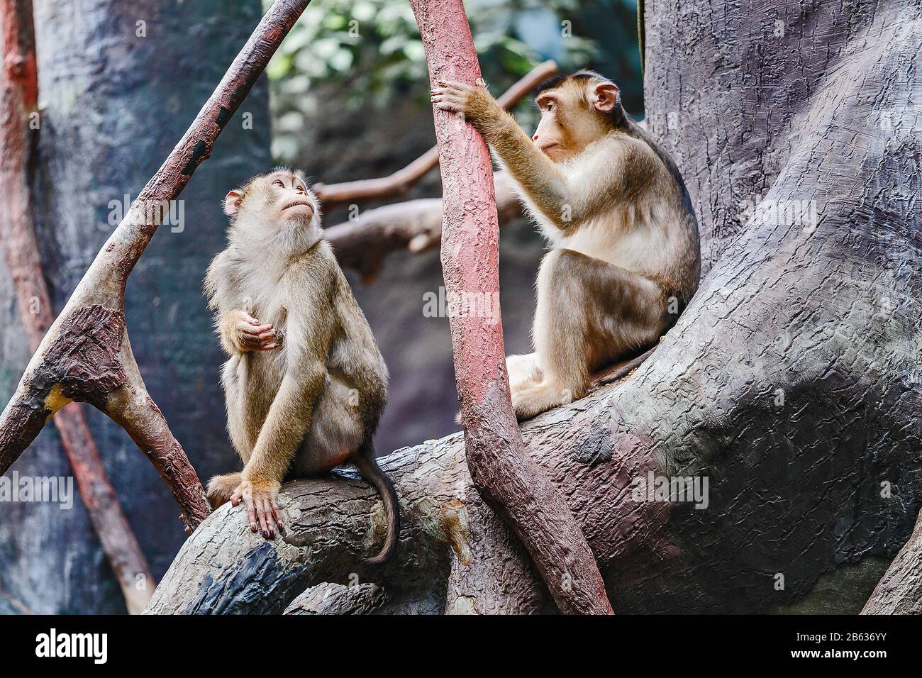 Due macachi divertente comunicare con l'uso di espressioni facciali sviluppate e gesti, il concetto di emozioni umane negli animali Foto Stock