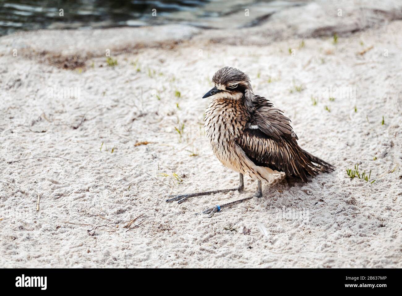 Piccoli uccelli acquatici rari con divertenti lunghe gambe e ridicolo stare Foto Stock