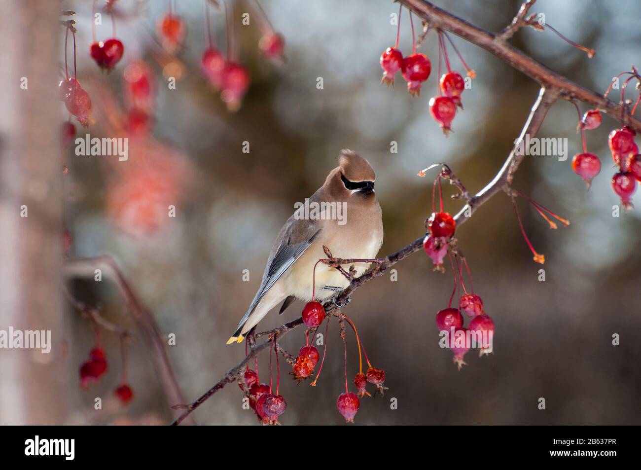 Vadnais Heights, Minnesota. Cedro waxwing 'Bombycilla cedrorum' in fiore ornamentale crabmelo. Foto Stock