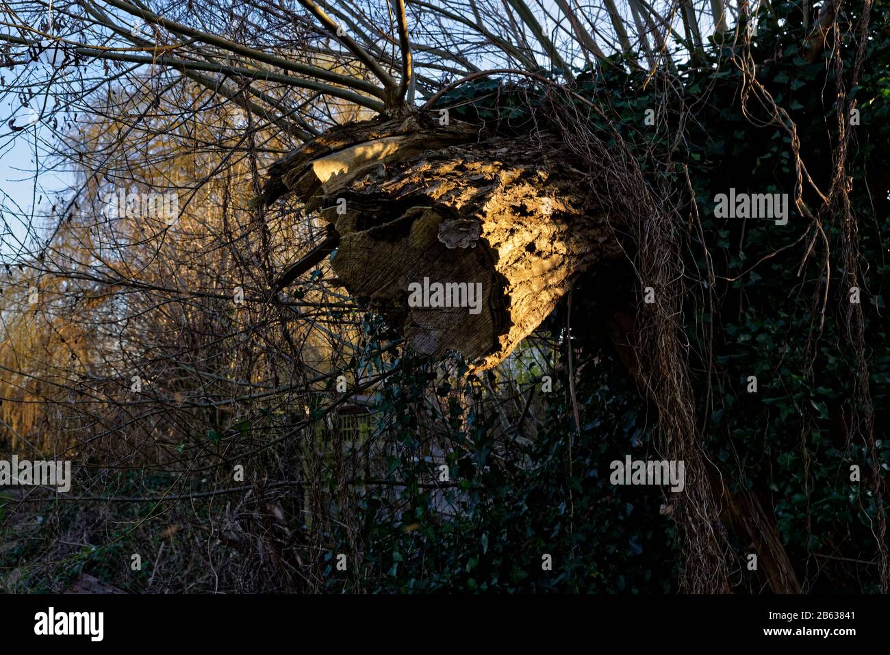 Il tronco rotto di un albero caduto con il danno del durame alla luce diretta del sole. Foto Stock