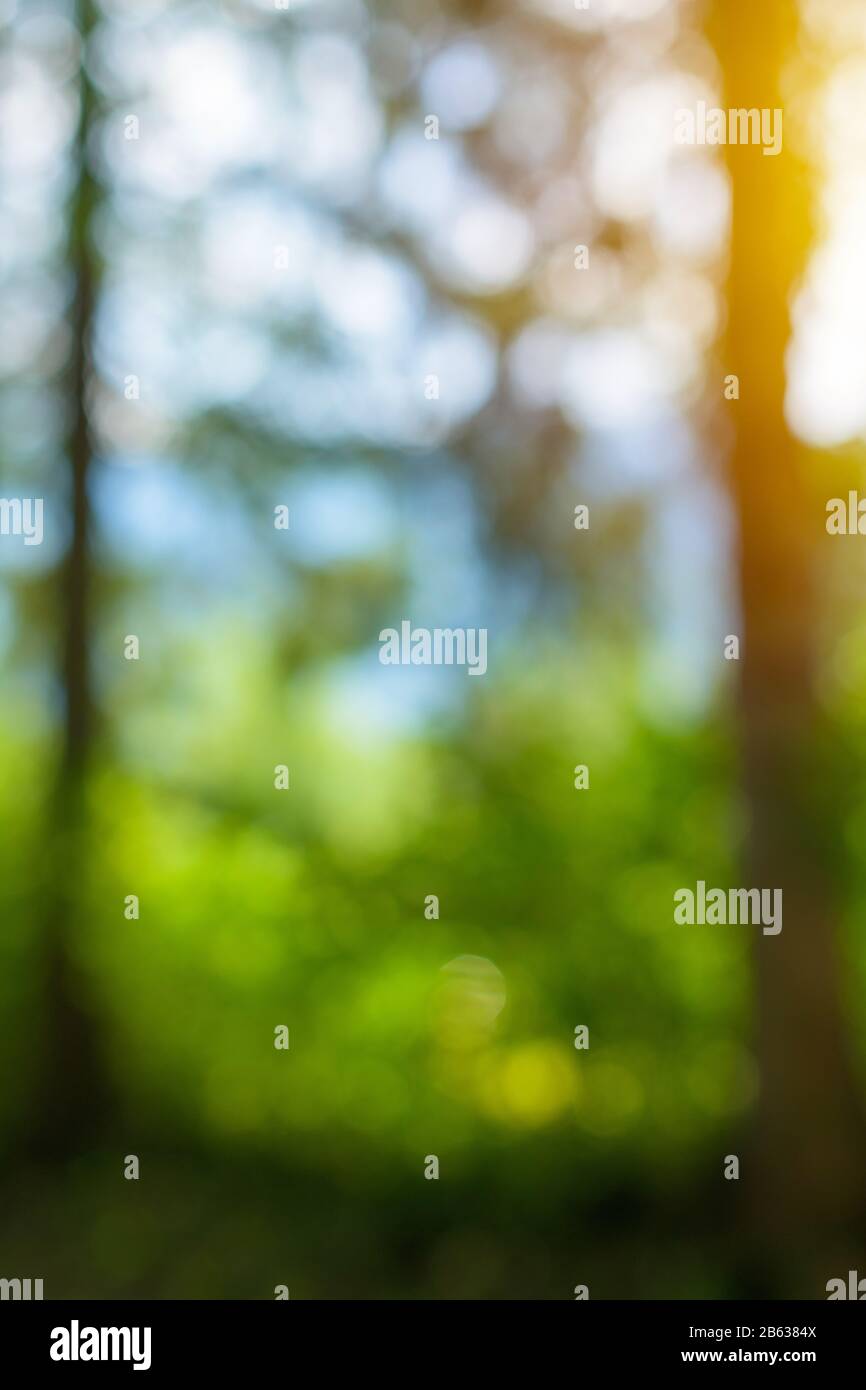 Foresta sfocatura bokeh sfondo, astratta defocused immagine di alberi Foto Stock