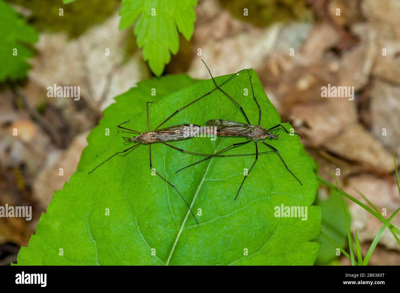 Lago Balsam, Wisconsin. Un paio di giant Crane Flies, Tipula abdominalis, accoppiamento su una foglia. Foto Stock