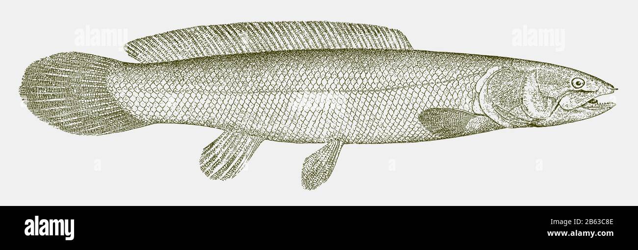 Bowfin, amia calva, un pesce osseo del Nord america in vista laterale Illustrazione Vettoriale