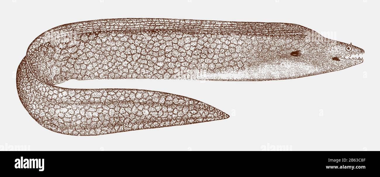 Moray macchiato, gymnothorax moringa, un pesce pericoloso dall'oceano atlantico occidentale in vista laterale Illustrazione Vettoriale