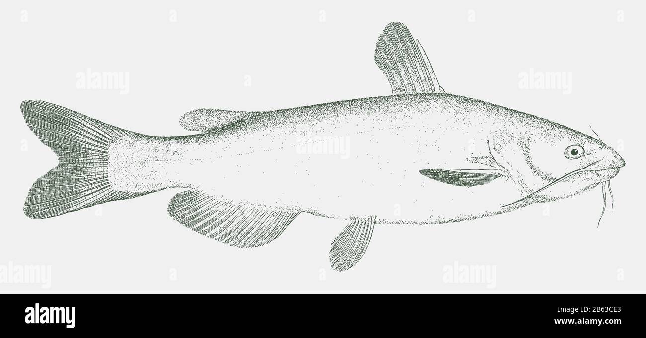 Ictalurus punctatus immagini e fotografie stock ad alta risoluzione - Alamy