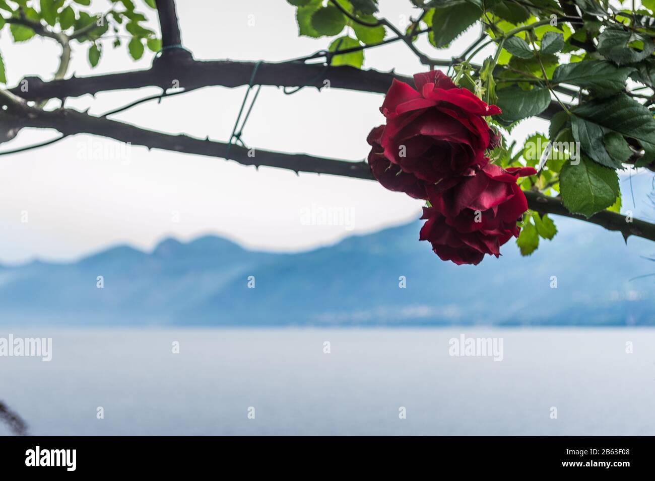 rose trovate nel giardino del monastero a varenna, in italia, in primavera Foto Stock