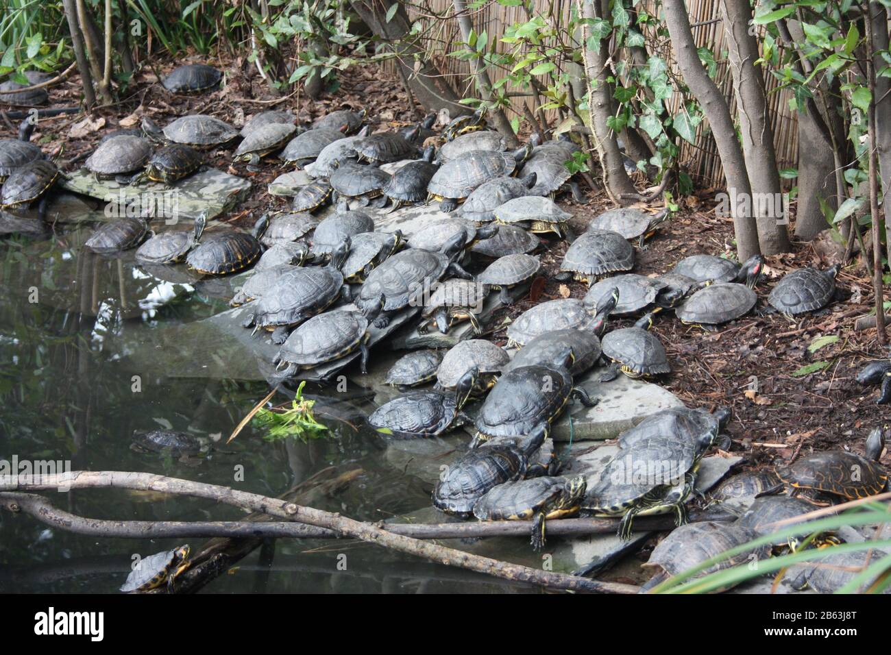 esemplari di grandi tartarughe d'acqua che riposano vicino ad uno stagno nella foresta indisturbata in italia Foto Stock