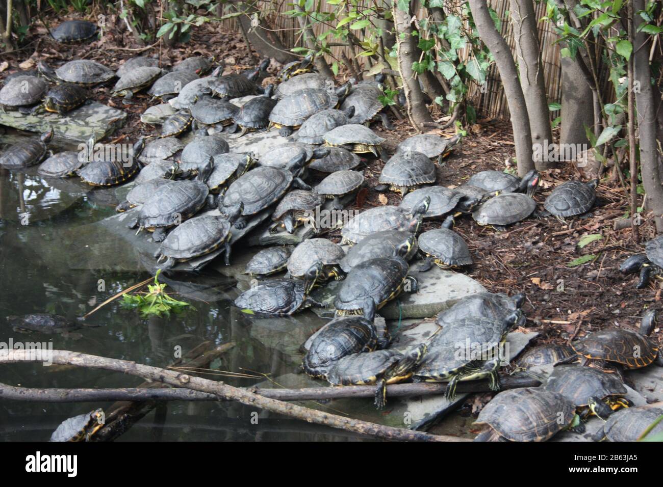 esemplari di grandi tartarughe d'acqua che riposano vicino ad uno stagno nella foresta indisturbata in italia Foto Stock