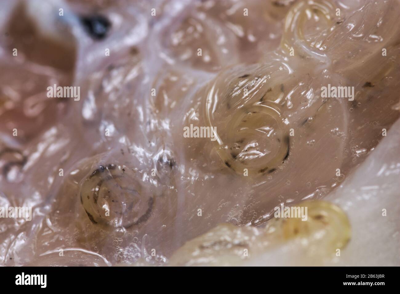 Macrofotografia dell'interno di un pesce di tipo nasello infettato da vermi anisakis Foto Stock