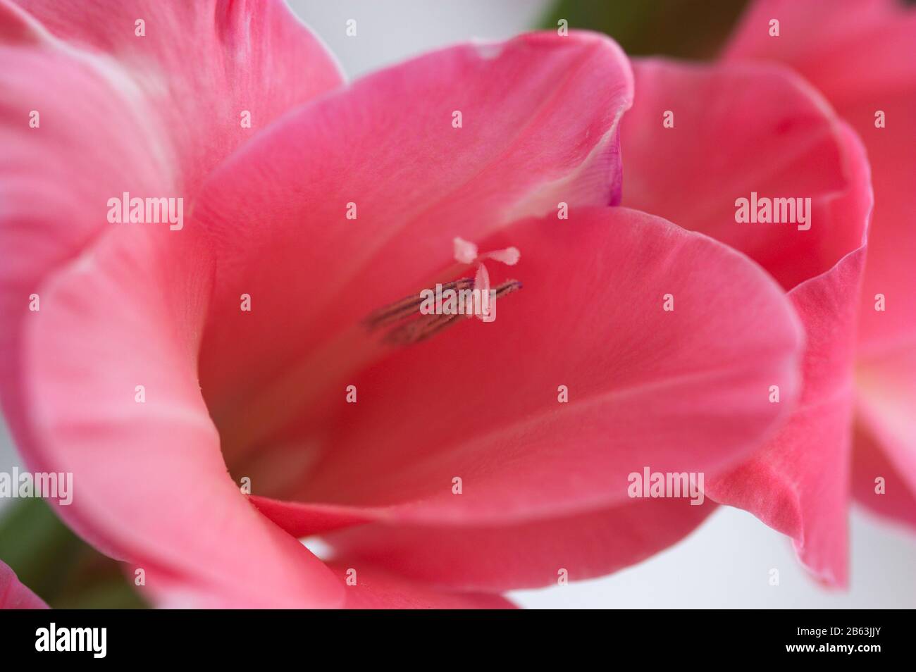 Interno del fiore gladiolus rosa in cui si vedono i petali, il pistil e la balbuziera Foto Stock
