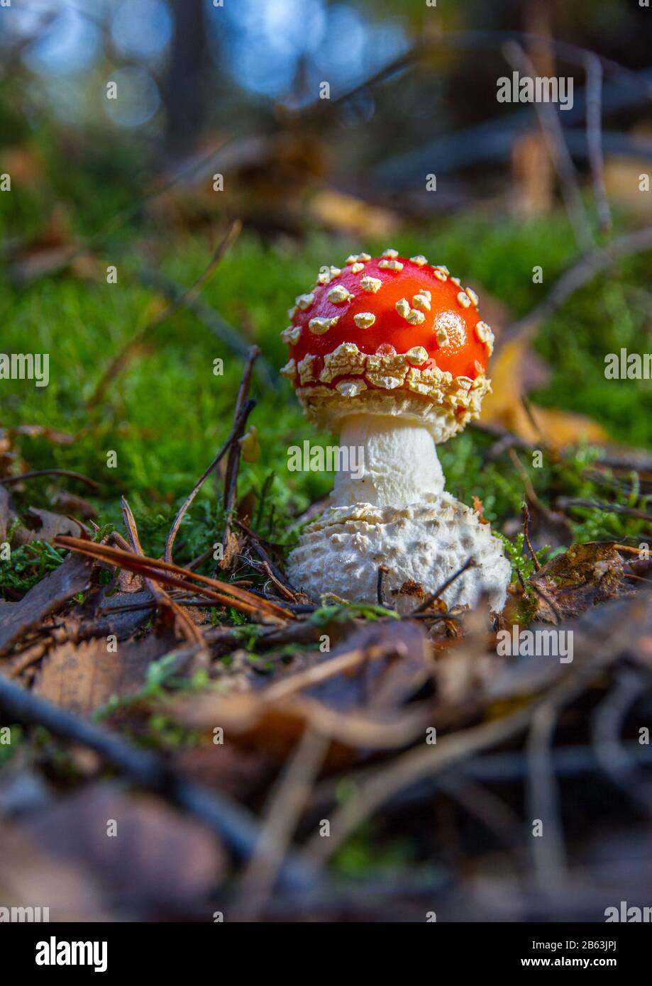 Volare Agarico (Amanita muscaria) funghi giovani Foto Stock