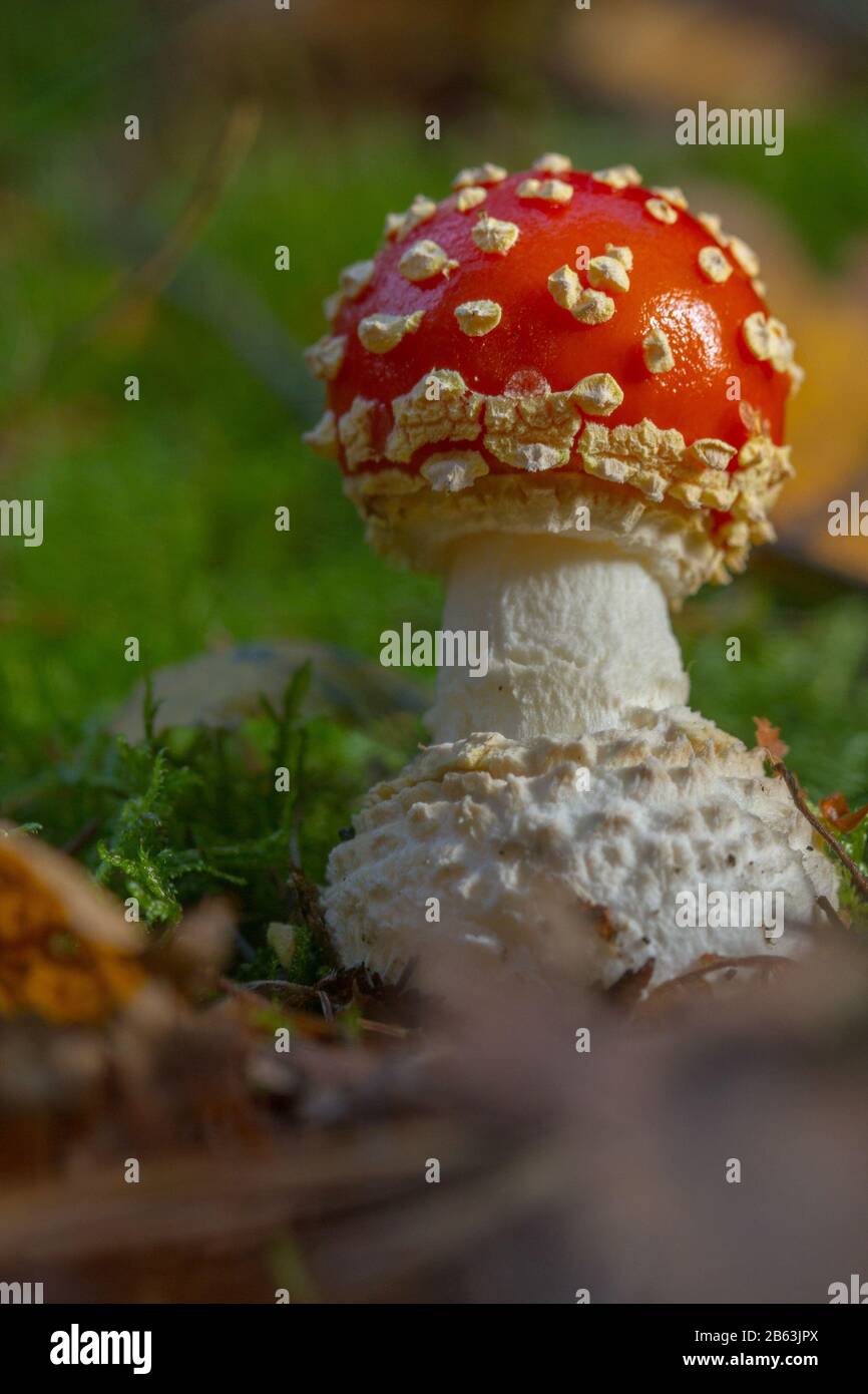 Volare Agarico (Amanita muscaria) funghi giovani Foto Stock