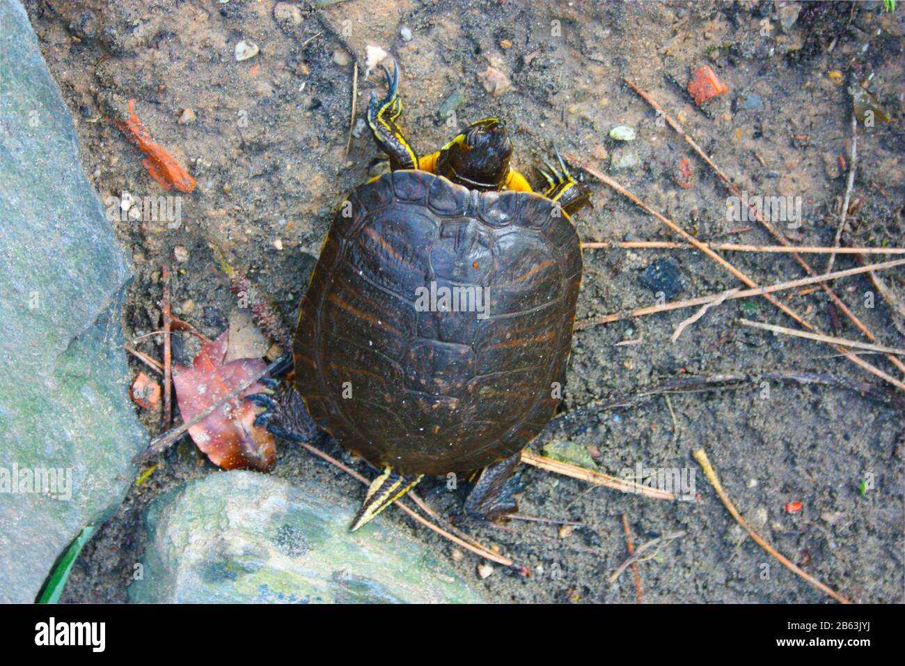 esemplari di grandi tartarughe d'acqua che riposano vicino ad uno stagno nella foresta indisturbata in italia Foto Stock