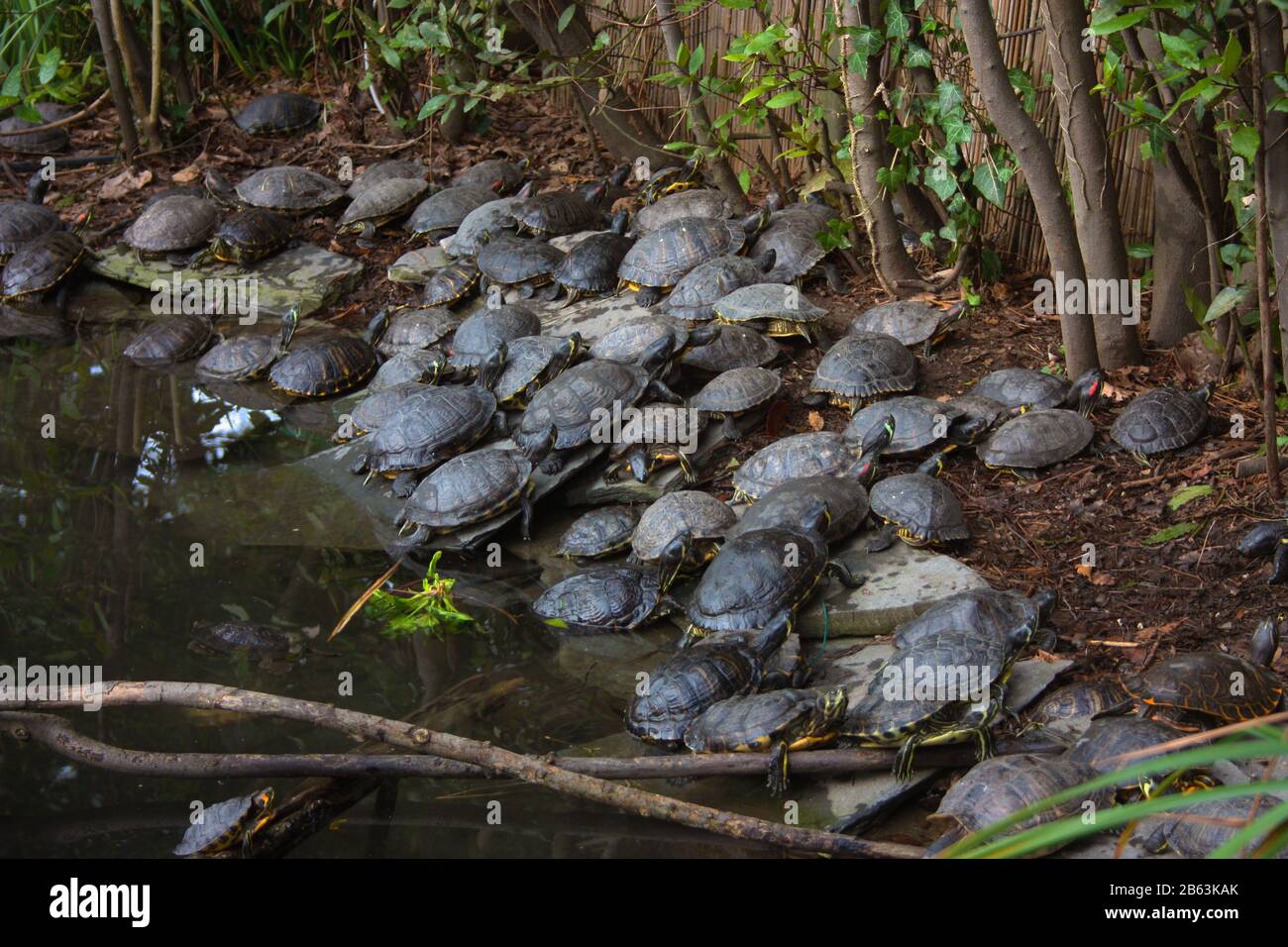 esemplari di grandi tartarughe d'acqua che riposano vicino ad uno stagno nella foresta indisturbata in italia Foto Stock
