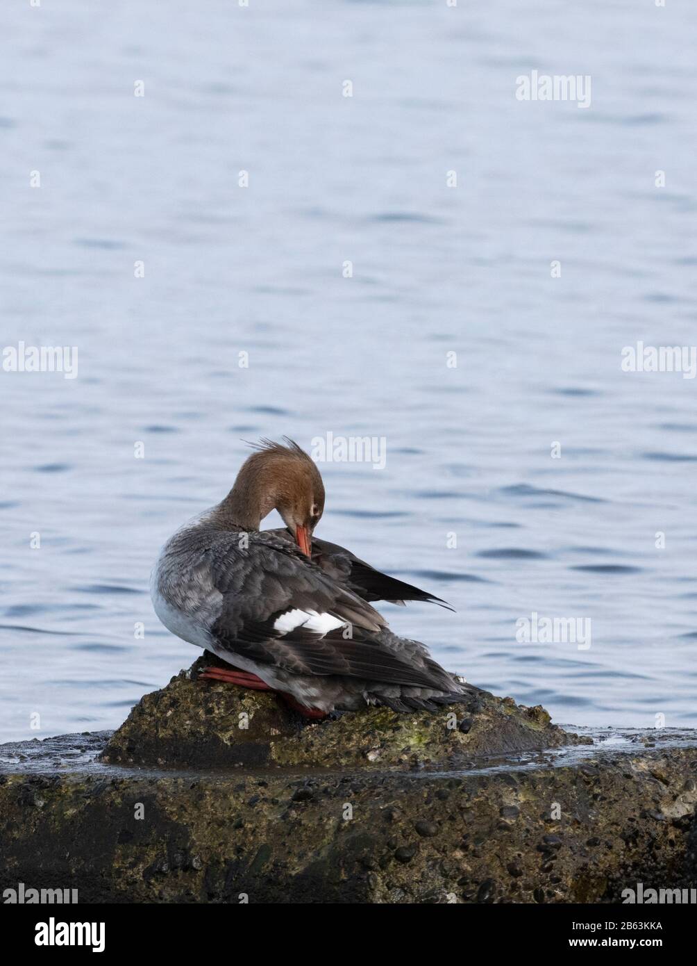 Comune femmina merganser in porto di Comox Foto Stock