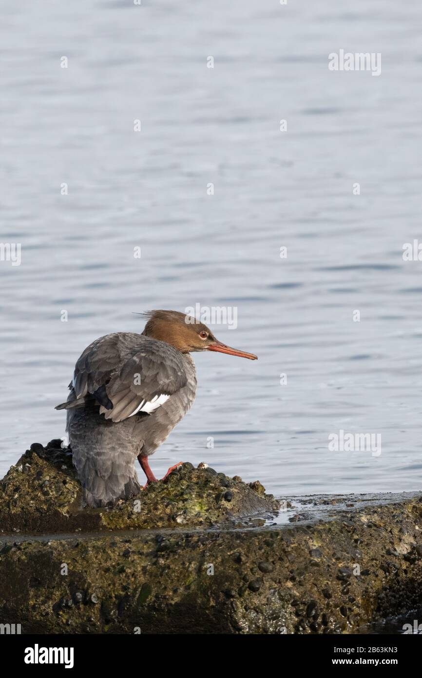 Comune femmina merganser in porto di Comox Foto Stock