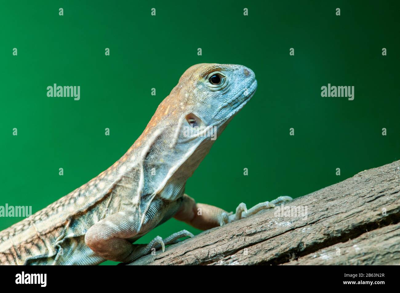 Owatonna, Minnesota. Rettile E Anfibi Discovery Zoo. Farfalla Agama, Leiolepis Belliana. Foto Stock