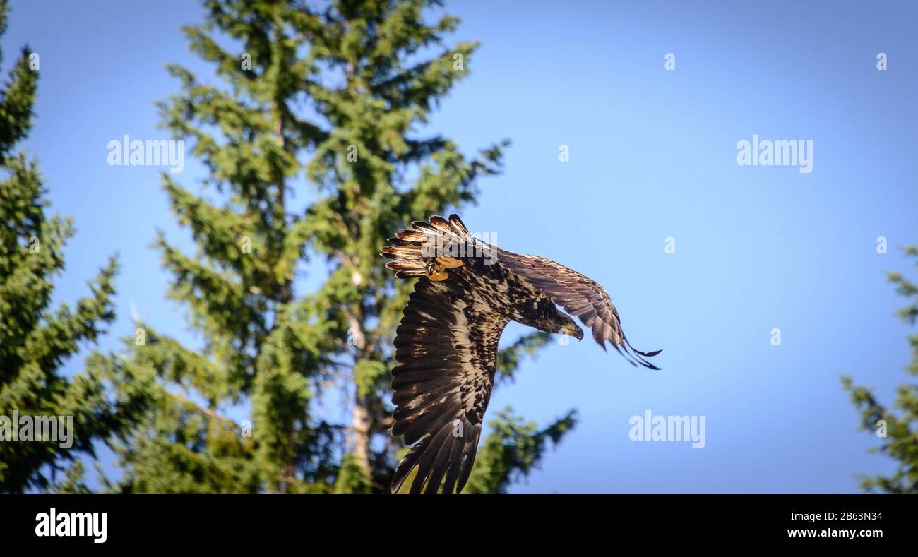 Aquila in volo Foto Stock