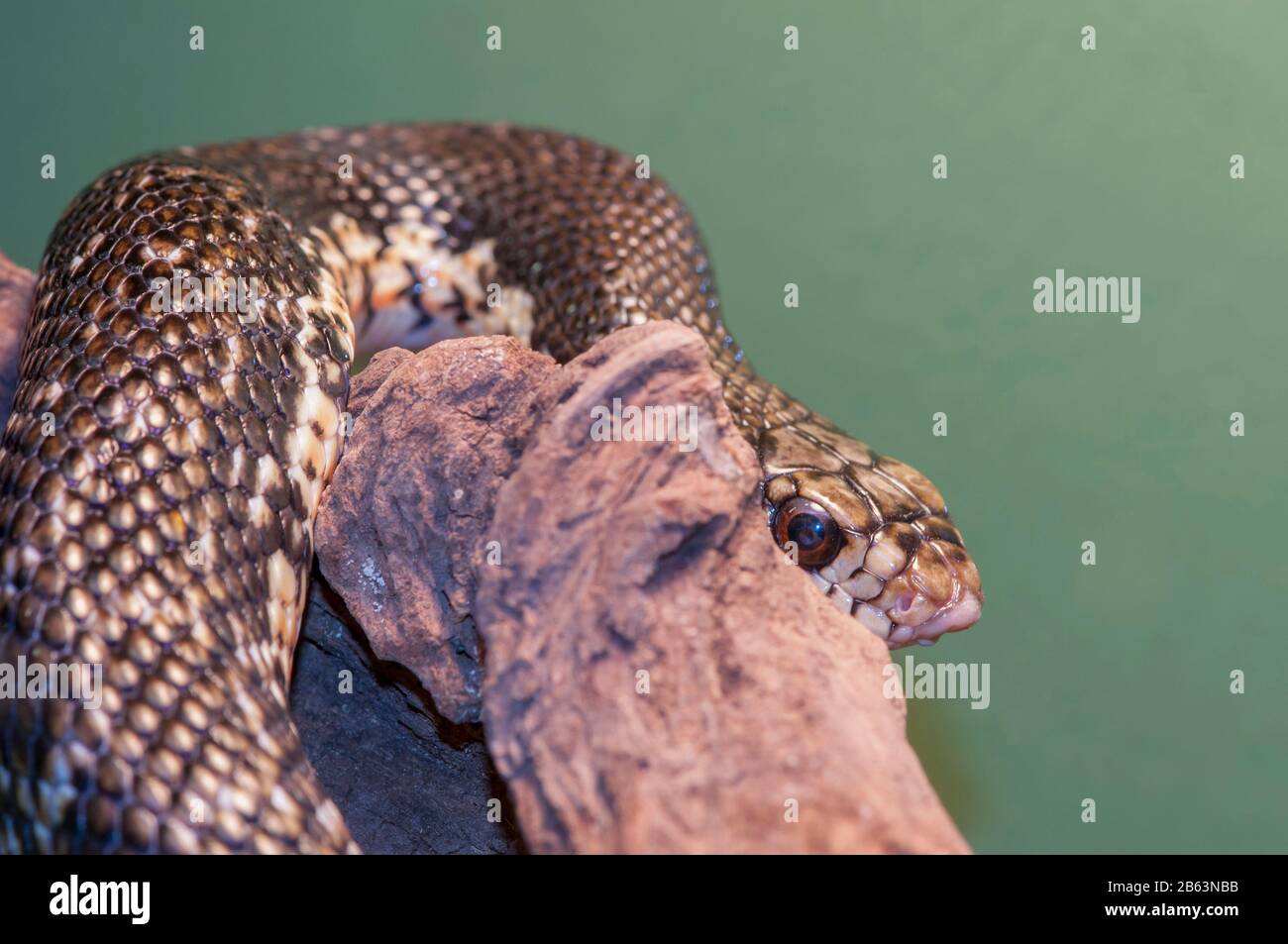 Owatonna, Minnesota. Rettile E Anfibi Discovery Zoo. Serpente Gigante Di Hognose Di Madagastar, Leioheterodon Madagascariensis. Foto Stock