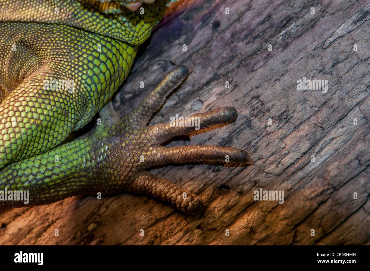 Owatonna, Minnesota. Rettile E Anfibi Discovery Zoo. Drago D'Acqua cinese (Physignathus cocincinus) che mostra i piedi e gli artigli. Foto Stock