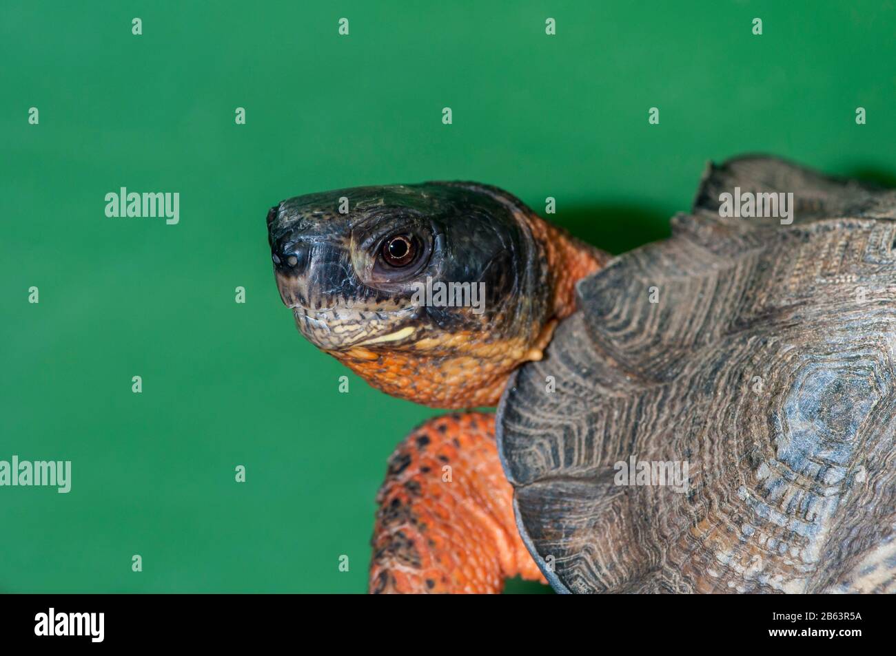 Owatonna, Minnesota. Rettile E Anfibi Discovery Zoo. Tartaruga di legno nordamericano, glyptemys inculpta che mostra primo piano della testa. Foto Stock