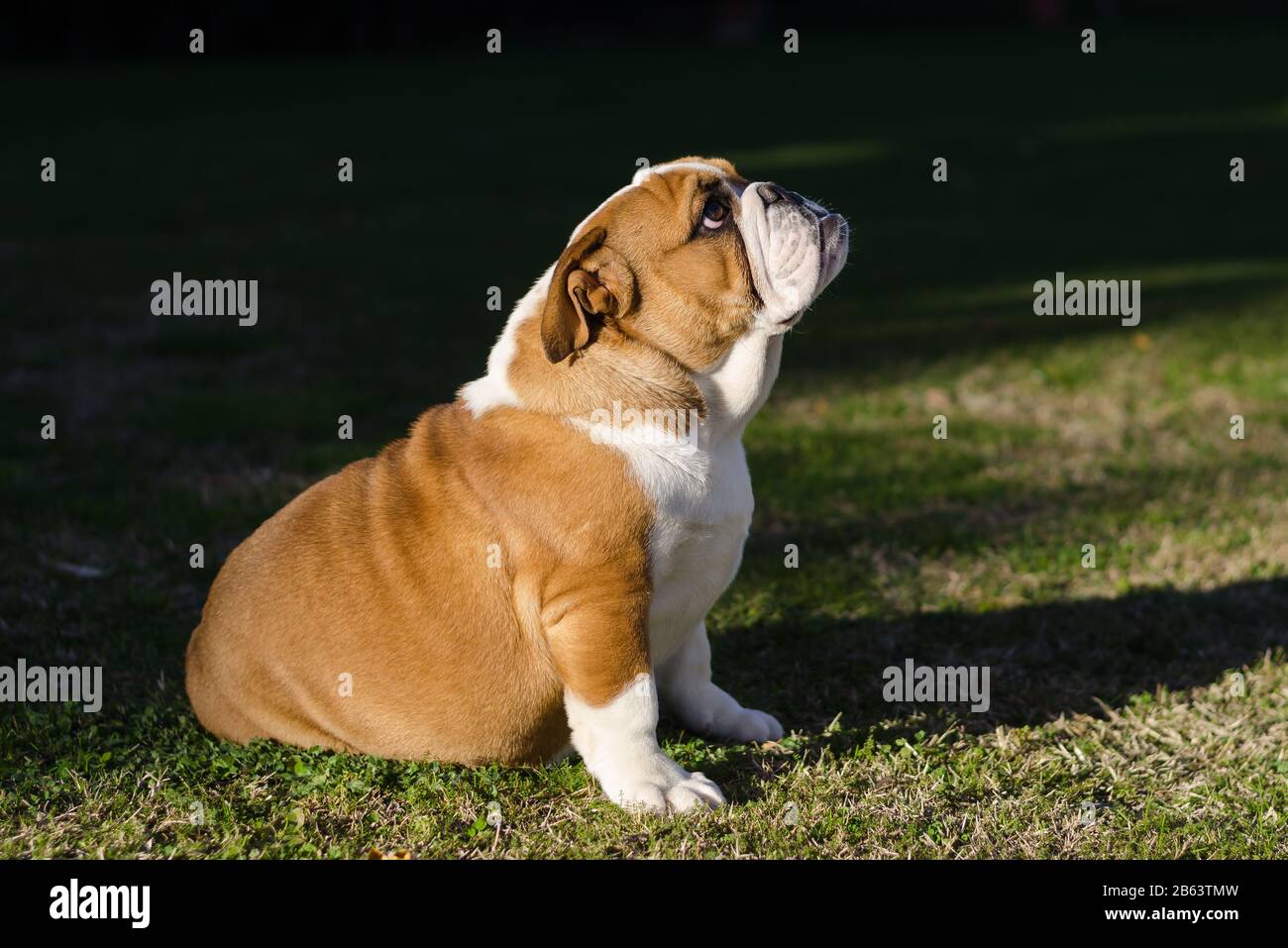 Inglese bianco e marrone femmina bulldog seduta sull'erba Foto Stock