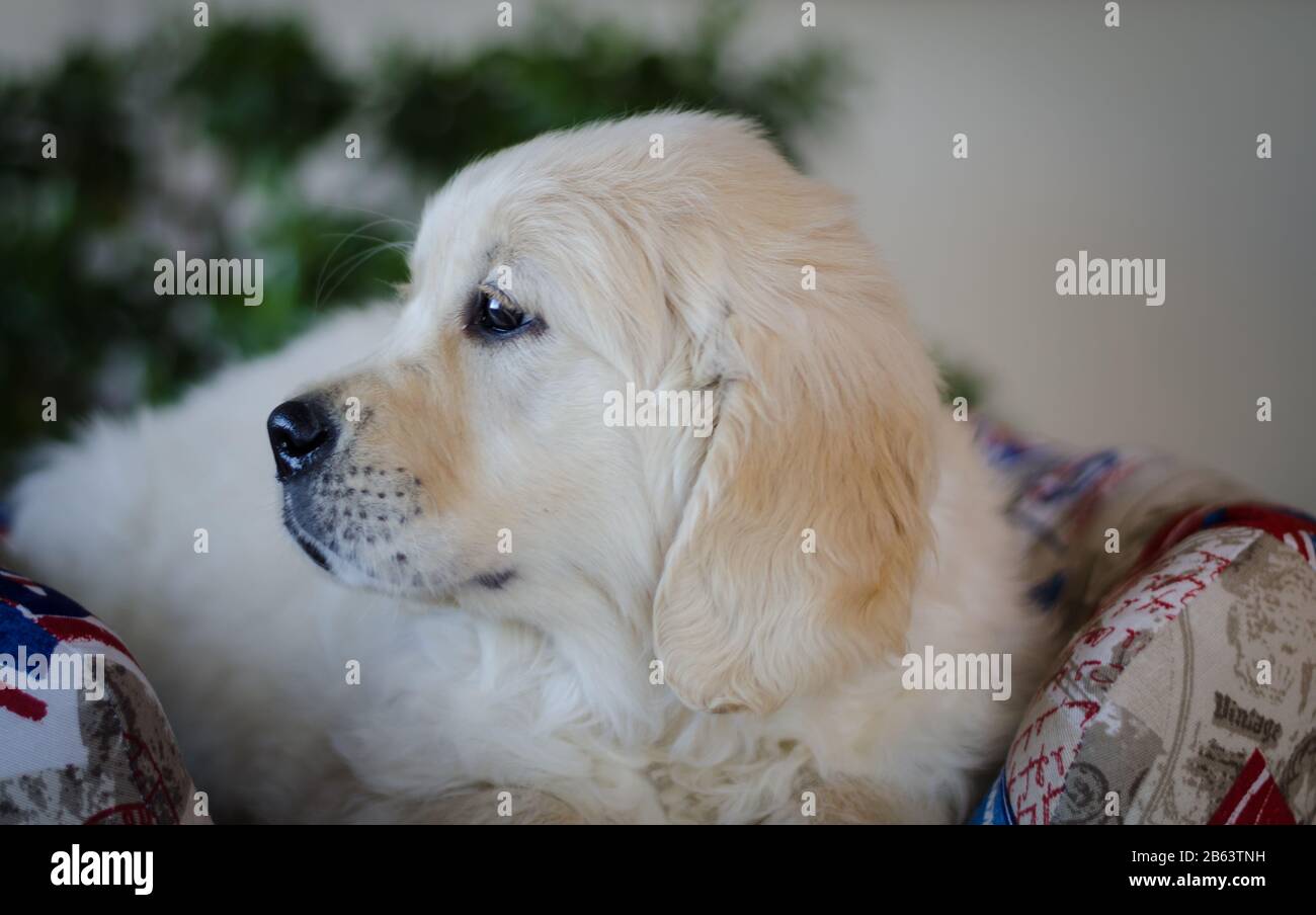 Closeup Ritratto di adorabile Golden Retriever cucciolo di due mesi Foto Stock