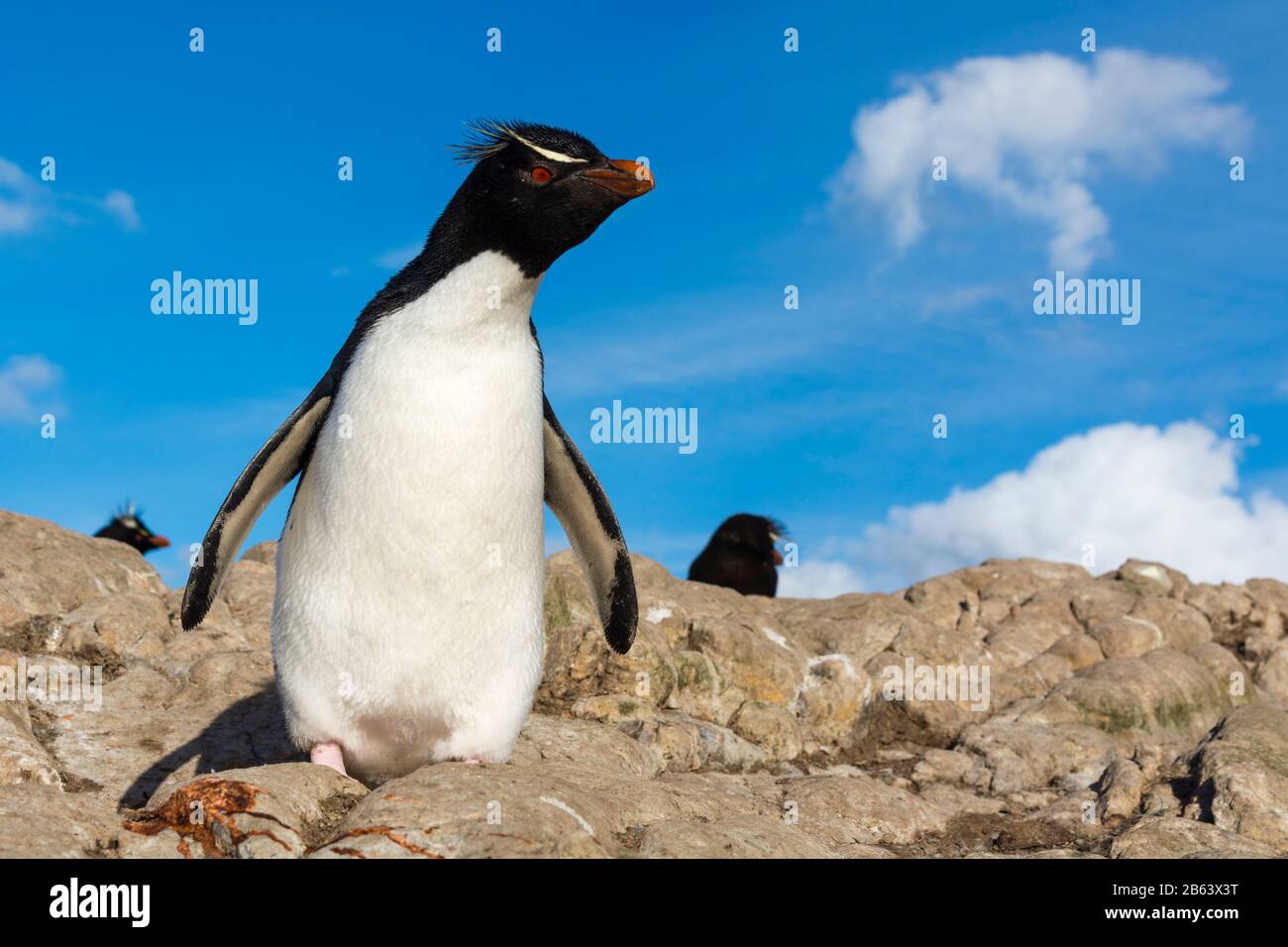 Pinguino Di Rockhopper (Eudyptes Chrysocome), Pebble Island, Falkland Islands. Foto Stock