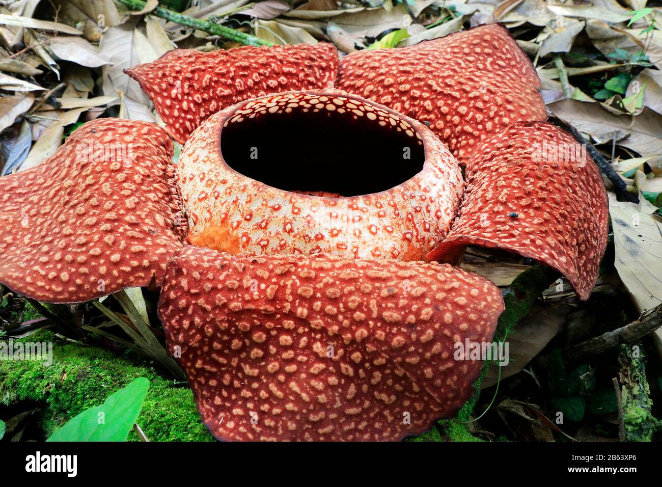 Fiore di fiori di Rafflesia nella foresta pluviale del borneo, Malesia Foto Stock