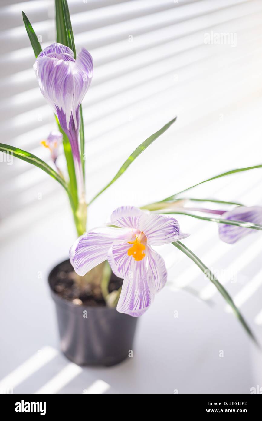 Viola bianco croco fiore closeup in un vaso sul davanzale. Foto Stock