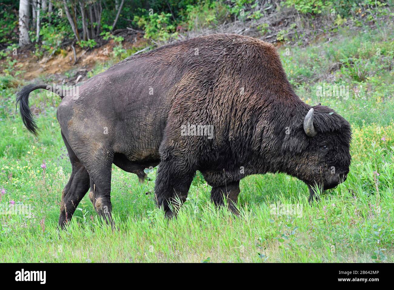 Bisonte di legno nordamericano (bisonte bisonte athabascae), maschio, in piedi nell'erba, Liard Trail, territori del Nord-Ovest, Canada Foto Stock Bisonte di legno nordamericano (bisonte bisonte athabascae), maschio, in piedi nell'erba, Liard Trail, territori del Nord-Ovest, Canada Foto Stock
