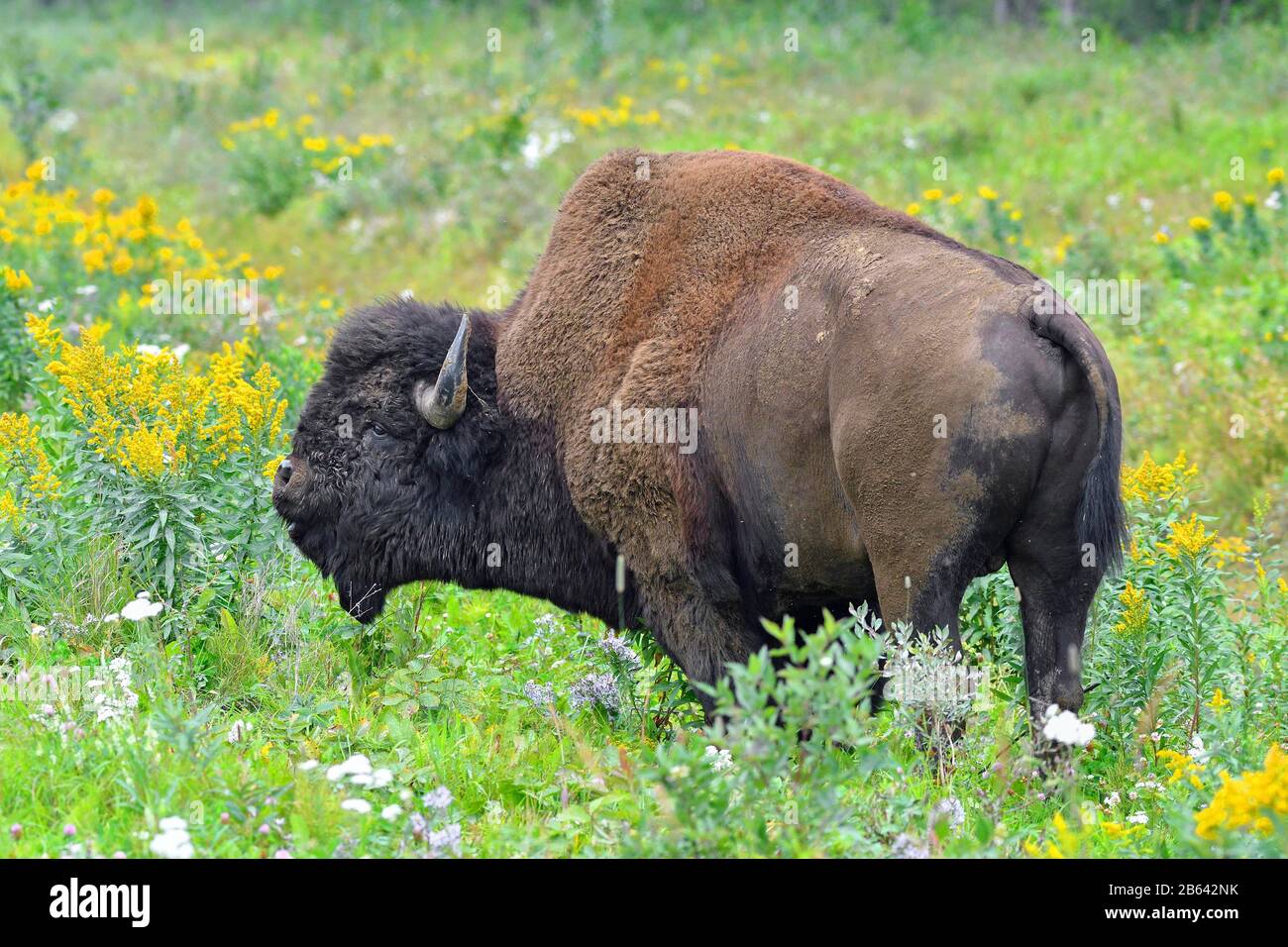 Bisonte di legno nordamericano (bisonte bisonte athabascae), maschio, in piedi nell'erba, Liard Trail, territori del Nord-Ovest, Canada Foto Stock Bisonte di legno nordamericano (bisonte bisonte athabascae), maschio, in piedi nell'erba, Liard Trail, territori del Nord-Ovest, Canada Foto Stock