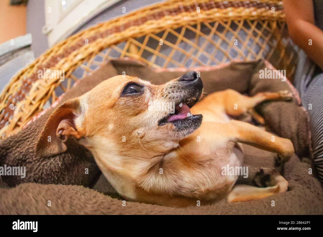 Chihuahua rilassante su un divano a Cuba Foto Stock