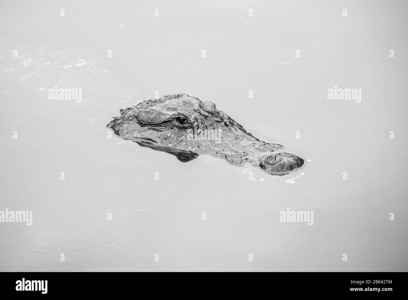 Coccodrillo americano (Crocodylus acutus) in acqua, in cattività, St. Augustine Alligator Farm Zoological Park, St. Augustine, Florida, USA Foto Stock