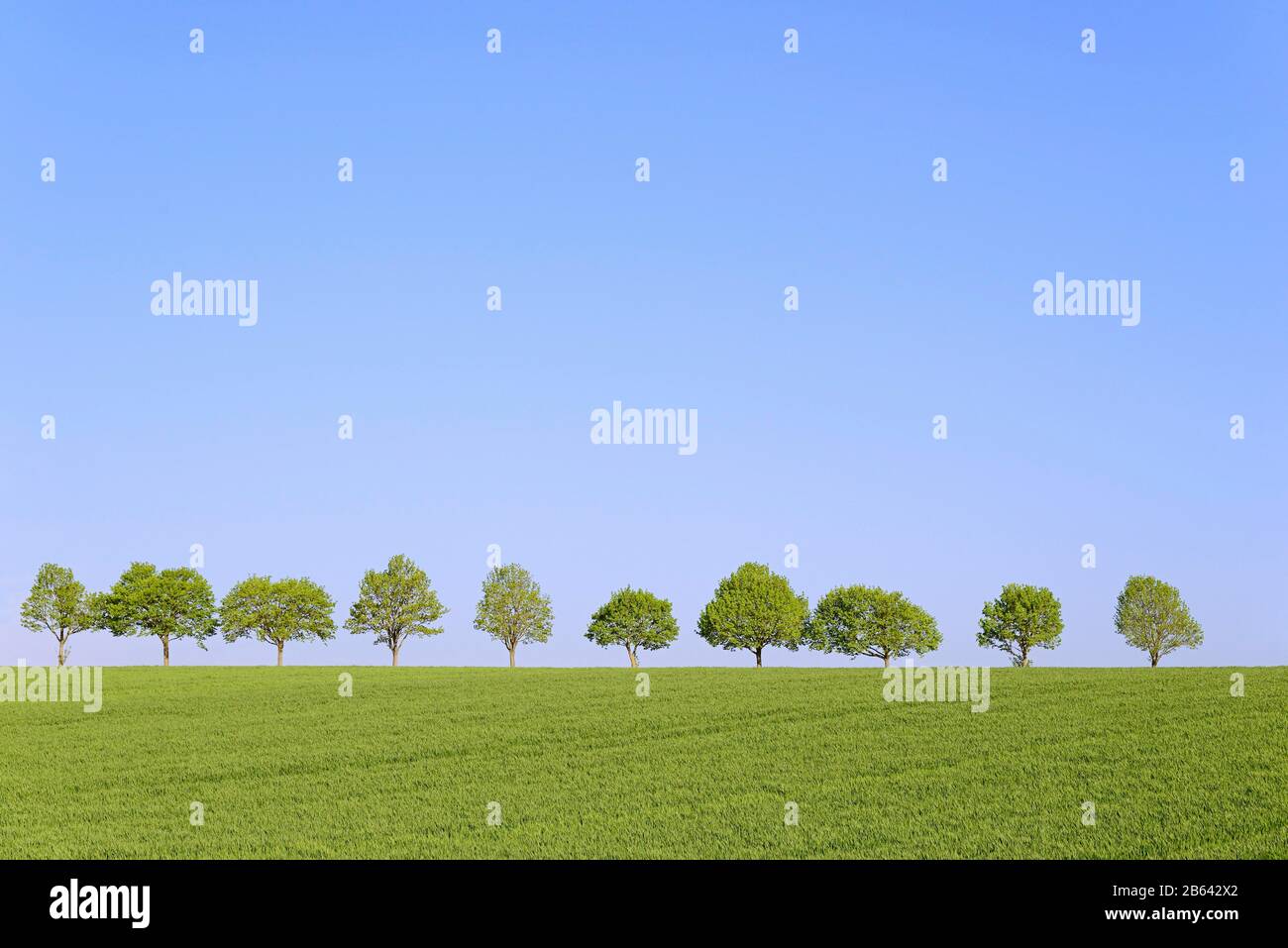Maple (Acer), fila di alberi nel paesaggio culturale, in primavera, cielo blu, Renania Settentrionale-Vestfalia, Germania Foto Stock
