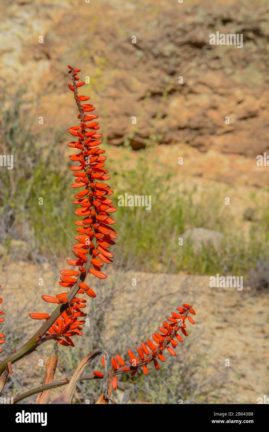 Aloe Brunnthaleri, Juttae, Microstigma è un Aloe Fiorito con fiori allegri che fioriscono all'Arboreto di Boyce Thompson, Superior, Arizona USA Foto Stock