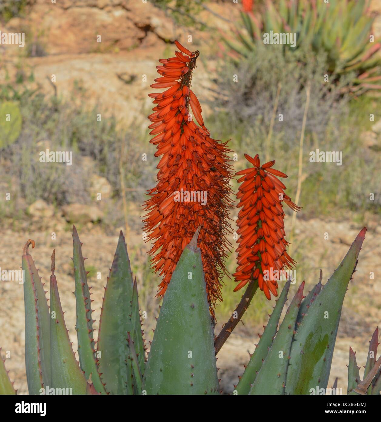 Aloe Brunnthaleri, Juttae, Microstigma è un Aloe Fiorito con fiori allegri che fioriscono all'Arboreto di Boyce Thompson, Superior, Arizona USA Foto Stock