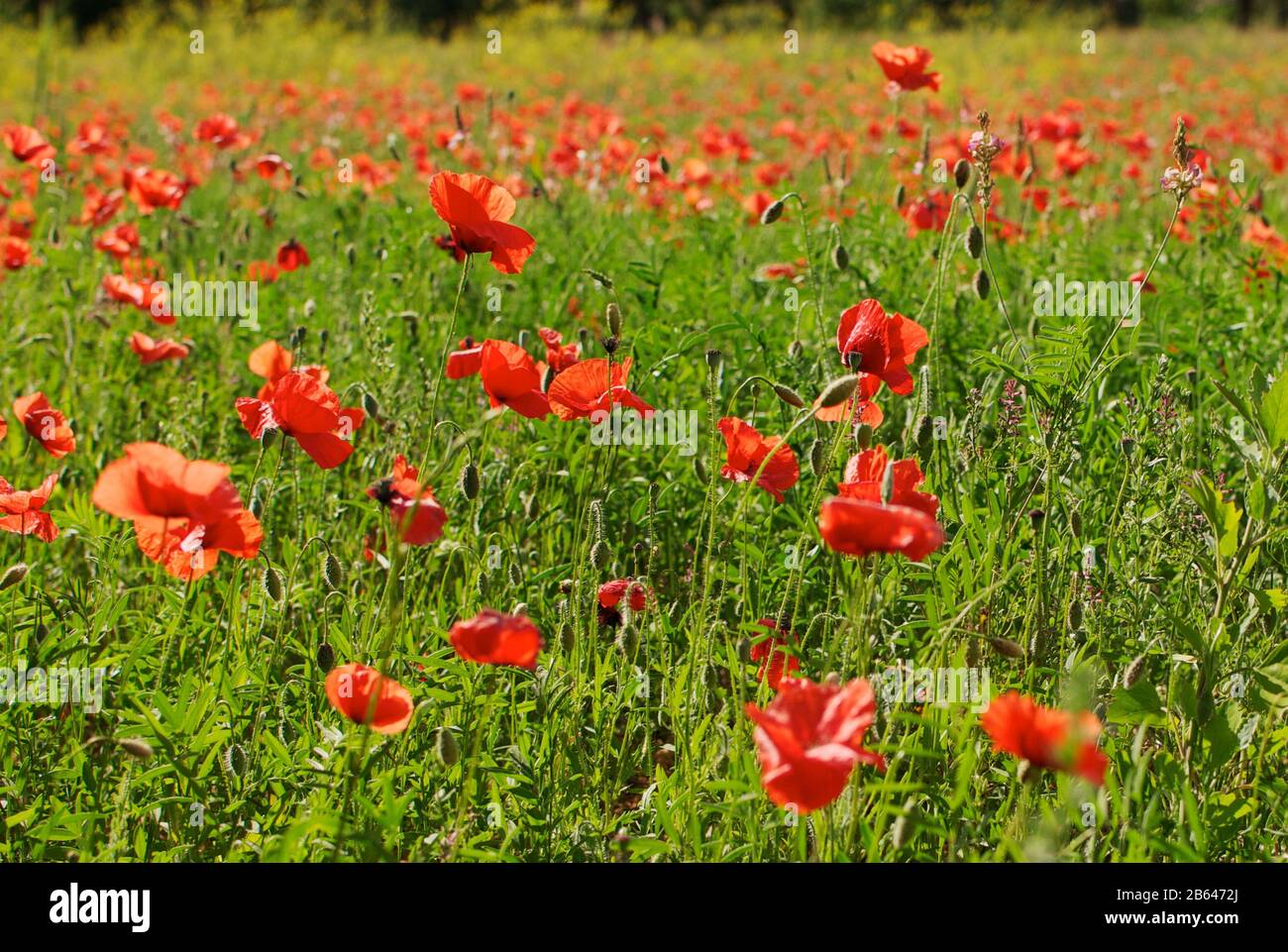 Papaveri rossi in un campo di papavero nel sud della Francia Foto Stock