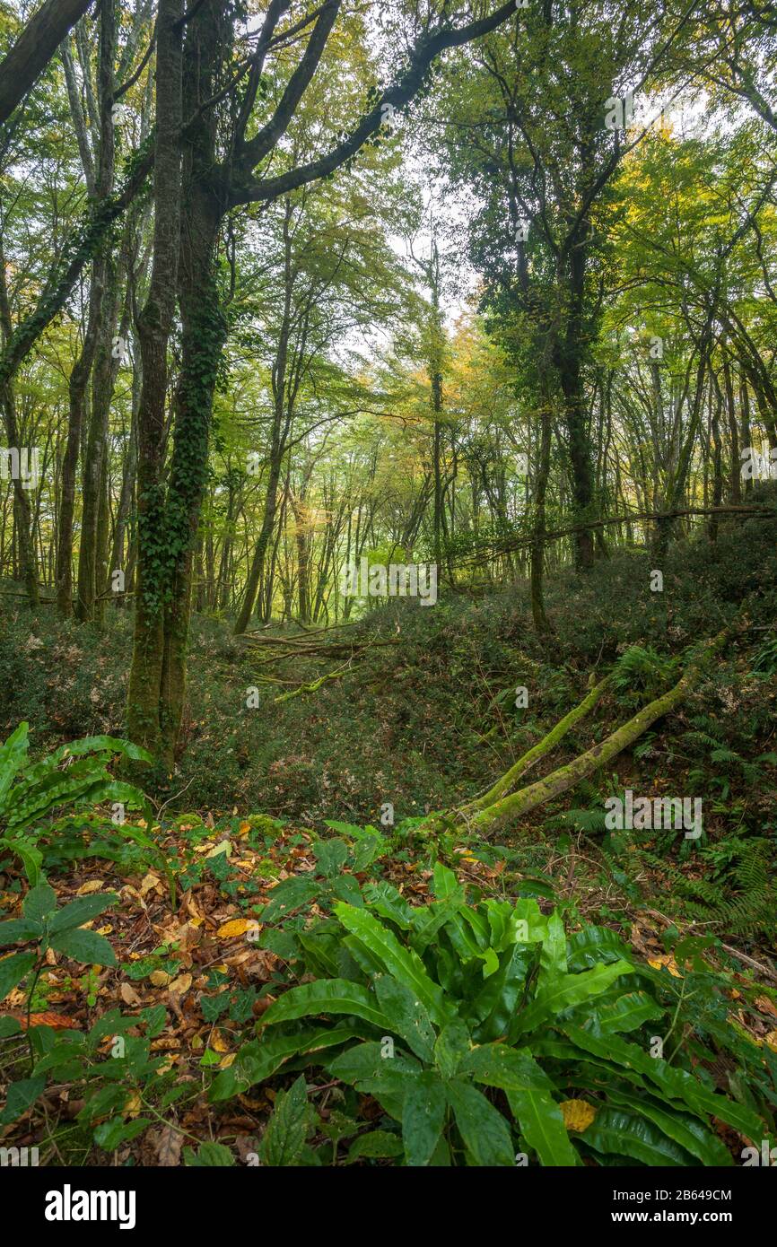 Antica Foresta Francese con alberi caduti Foto Stock