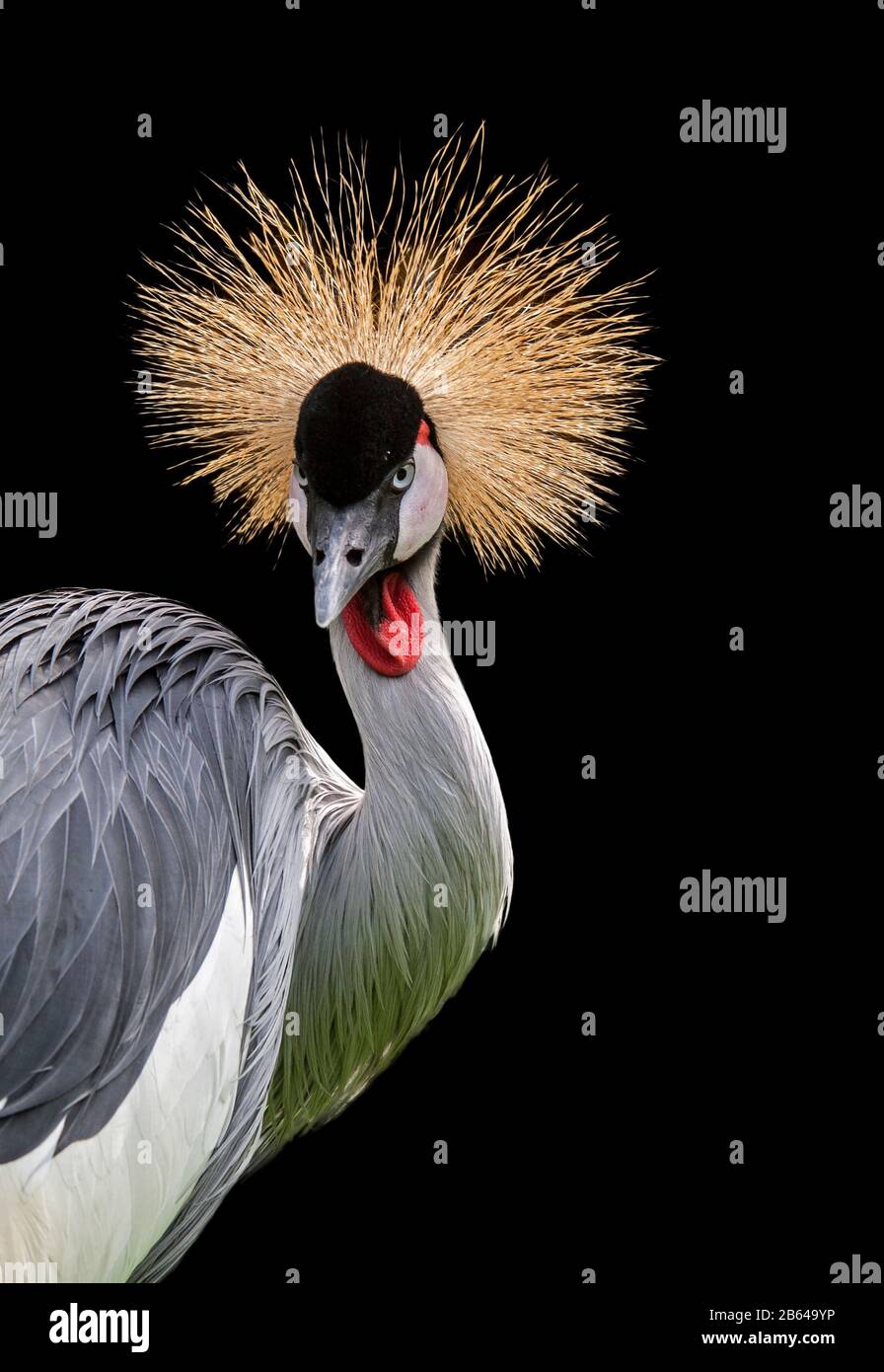 Gru coronata grigia (Balerica regolorum) primo piano ritratto con gola gonfiabile rossa brillante, originaria dell'Africa su sfondo nero Foto Stock