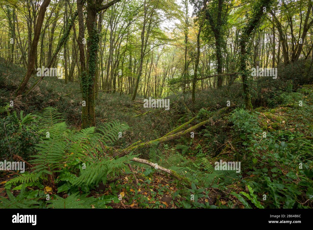Antica Foresta Francese con alberi caduti Foto Stock