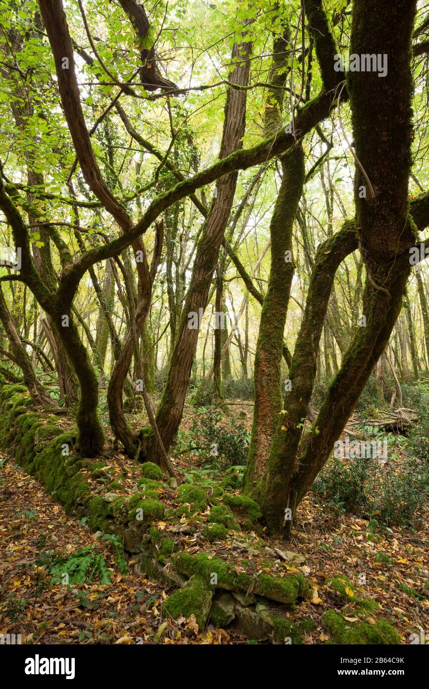 Antica foresta francese con muschio coperto muro di pietra Foto Stock