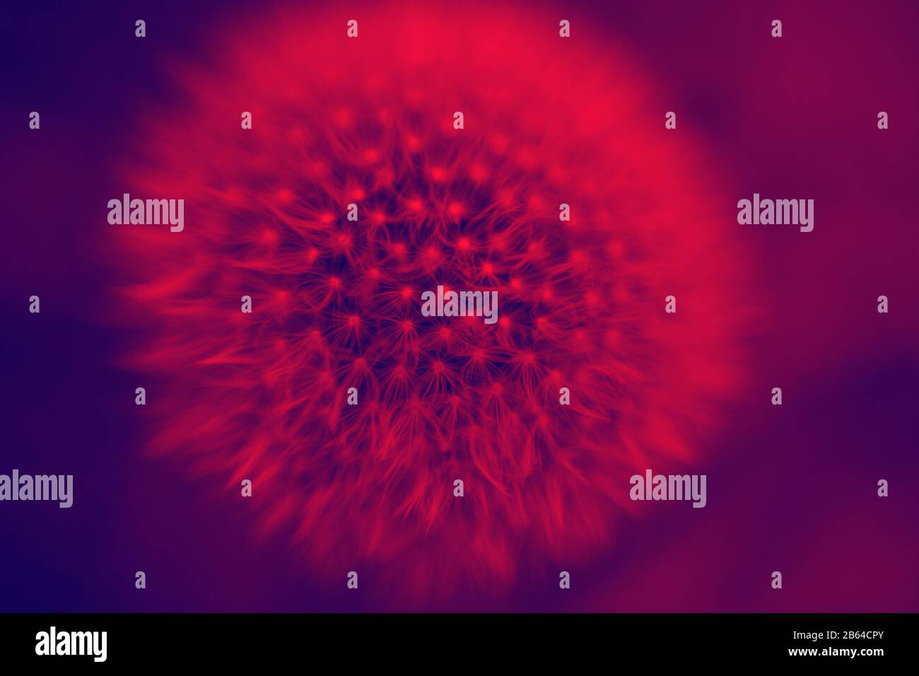enorme dandelion fiore in tendenza astratto audace gradiente colori duo tono, creativo, vibrante, sfondo Foto Stock