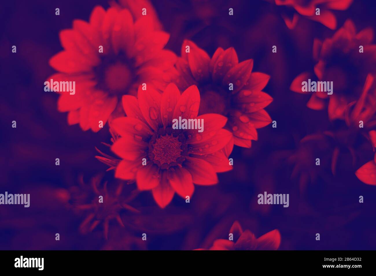 fiori a gradiente duo tone, stile tendenze, sfondo astratto per il design Foto Stock