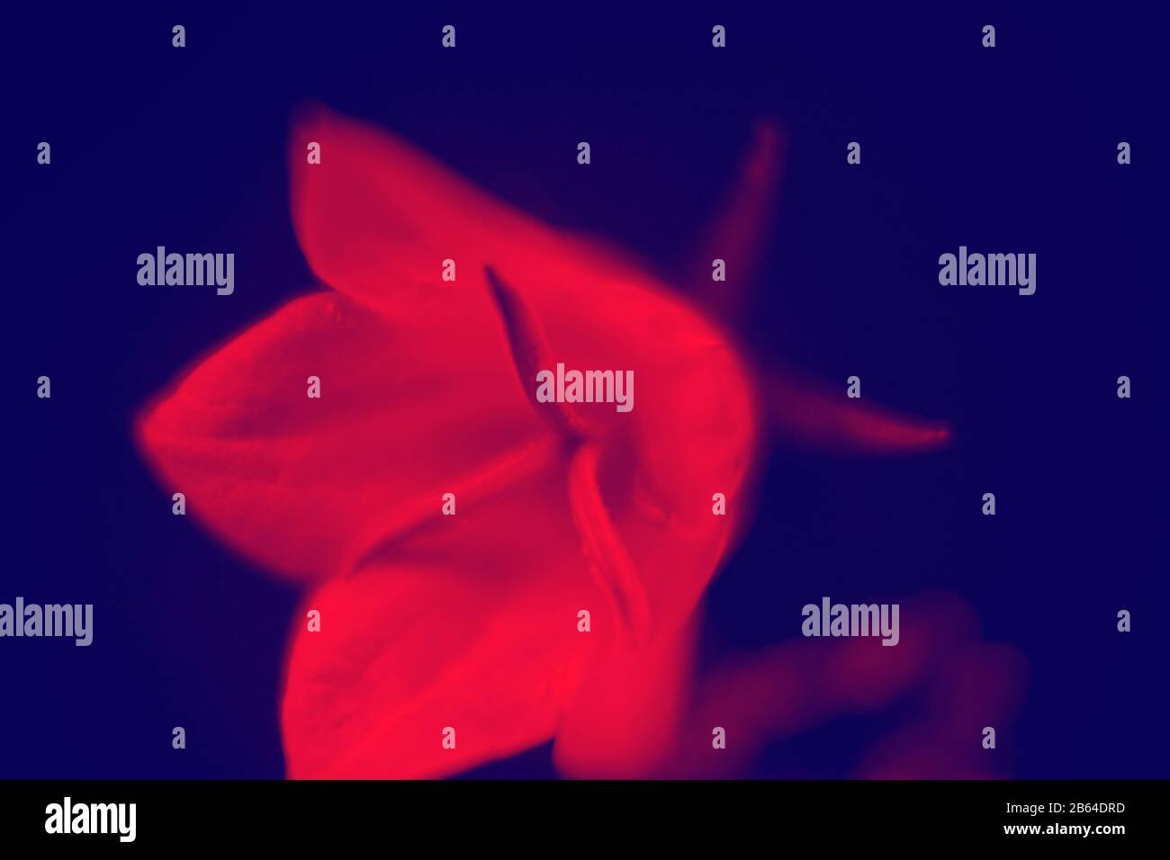 campana fiore closeup in astratto duo tono colori futuristici gradiente, astratto sfondo, olografica grassetto colori Foto Stock