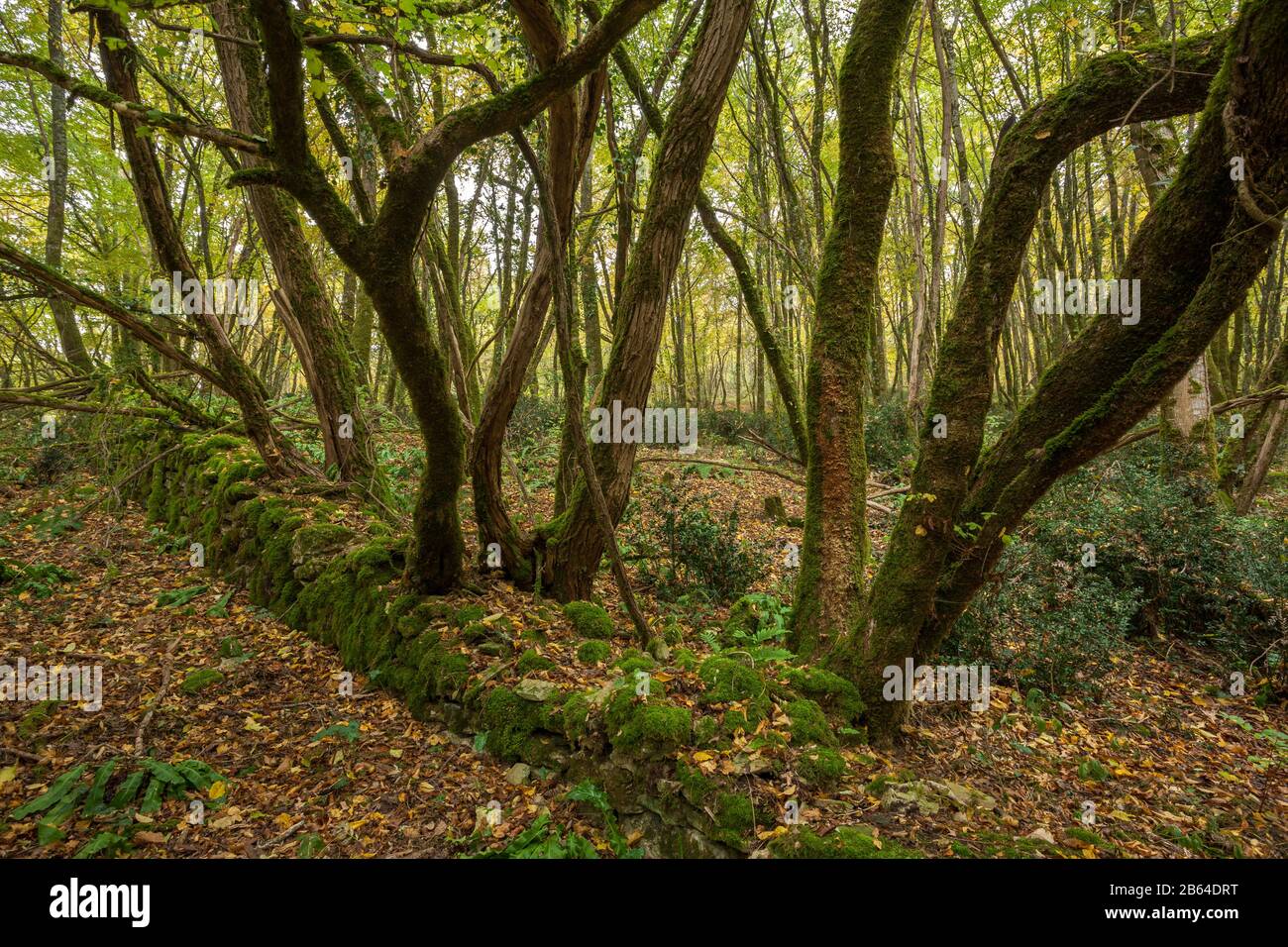 Antica foresta francese con muschio coperto muro di pietra Foto Stock